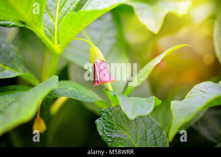 Flowering Scopolia carniolica plants with flowers in spring forest Stock Photo