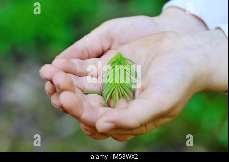 Closeup young spruce branch in children's hands Stock Photo