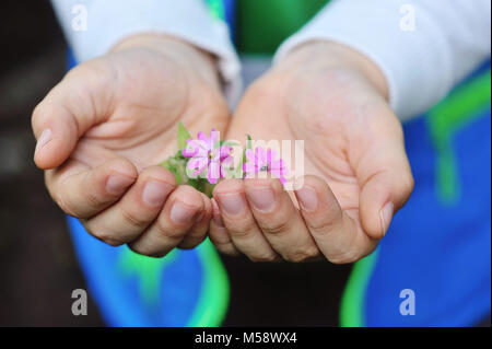 Closeup pink flowers in children's hands Stock Photo