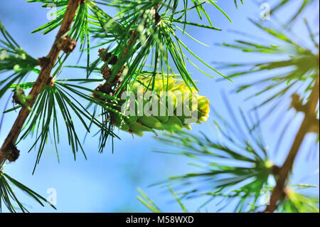 Young cone of larch tree against a background of blue sky Stock Photo