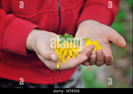 Spring yellow flowers in children's hands Stock Photo