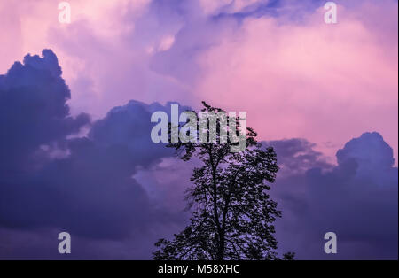 Silhouette of tree on background of purple and pink stormy summer sky Stock Photo