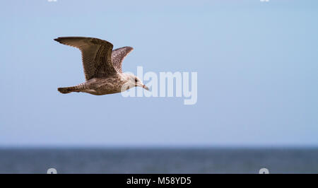 A juvenile black backed gull flies over the sea in cold moody lighting Stock Photo