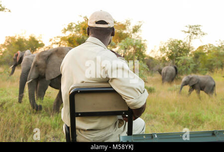 Tracker sitting on the front of a 4x4 looking on at African Elephants Stock Photo
