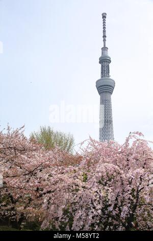 TOKYO, JAPAN - APRIL 13, 2012: Tokyo Skytree Tower in Japan with pink cherry blossoms. It is the second tallest structure in the world, 634m tall. Stock Photo