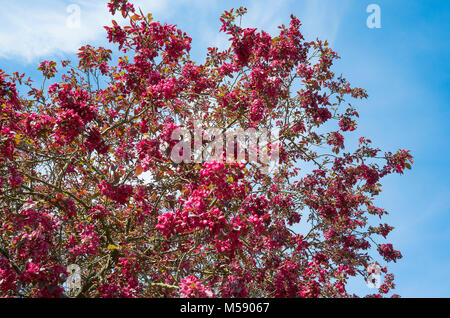 A lovely pink blossom covers the ornamental crab apple tree Malus Profusion in May in UK Stock Photo