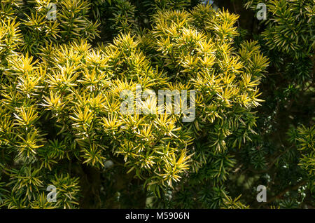 Taxus Baccata Standishii with slender golden leaves has been awarded the RHS AGM Stock Photo
