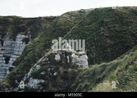 Seagull standing on top of a grassy cliff, with etretat white chalk cliffs in the bakground Stock Photo