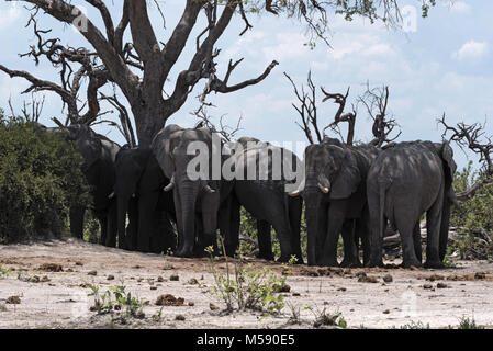 Elephants herd under a tree group in Chobe National Park, Botswana Stock Photo
