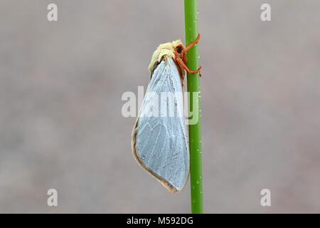 Ghost moth (Hepialus humuli), also known as the ghost swift Stock Photo