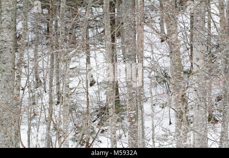 Background with trees and snow Stock Photo