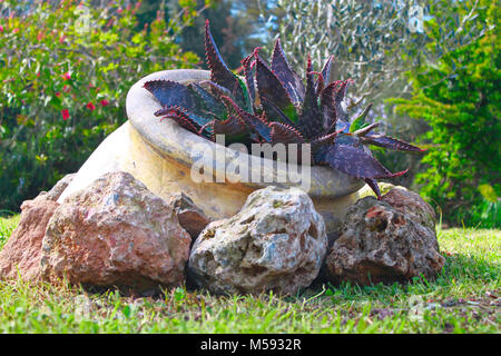 The plant in ancient vase of garden Stock Photo
