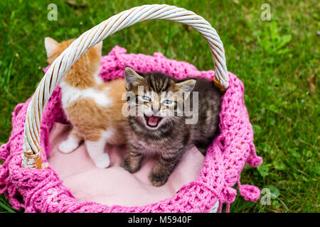 Screaming tabby kitten with blue eyes. Cute baby striped kittens in wicker basket on green grass outdoors. Space for text Stock Photo