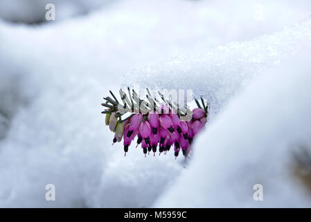 Snow-covered spring heath in bloom Stock Photo