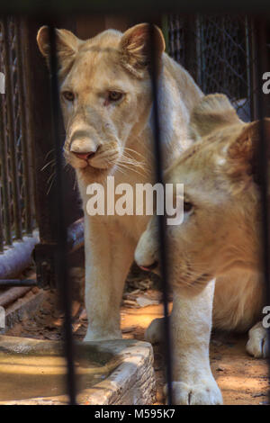 Feel pity of young white lion in the steel cage. Stock Photo