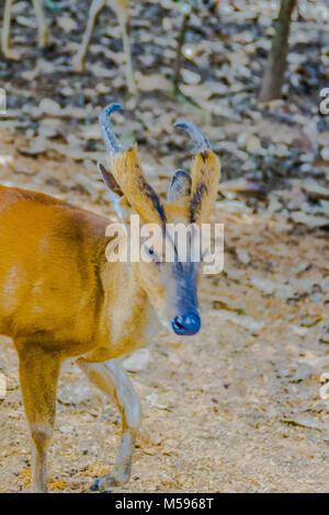 Barking Deer, or Red Muntjac in common name or Muntiacus muntjak in Scientific name at the national park Stock Photo