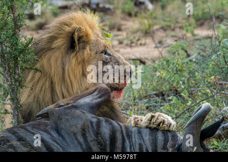 male lion feeding on a wildebeest carcass Stock Photo