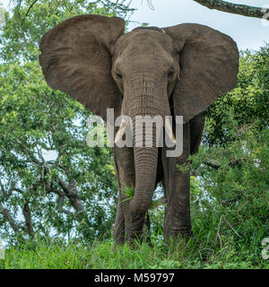 African elephant bull eating Stock Photo