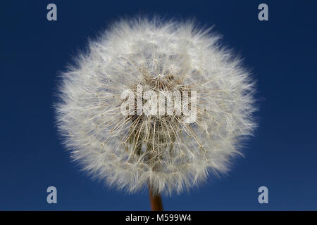 Dandelion seed heads Taraxacum officinale against a Blue Sky Stock Photo