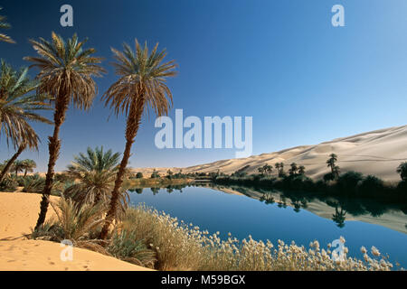 Libya. Ubari. Sahara desert. Ubari Sandsea. Um El Ma salt lake. Oasis. Palm trees. Water. Stock Photo