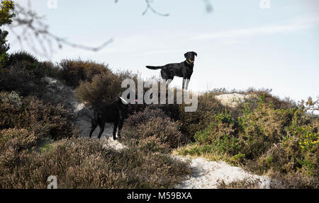 Black Labradors on the hill Stock Photo