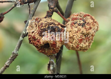 Malus domestica. Apple with brown rot (Monilinia laxa/monilinia fructigena) on a tree branch in an orchard, UK Stock Photo