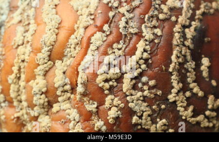 Malus domestica apple with brown rot (Monilinia laxa/monilinia fructigena) removed from tree in English orchard to discourage disease spread Stock Photo