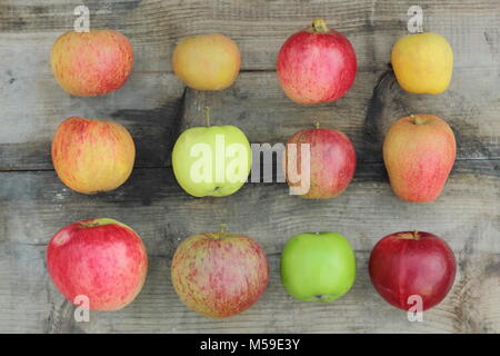 Malus domestica, British apples on wooden crate including Worcester Pearmain, Egremont Russet, Newton Wonder, Pitmaston Pineapple and Ribston Pippin Stock Photo