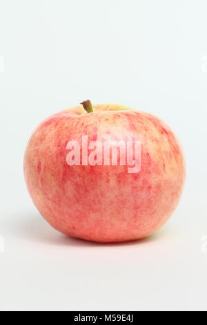 Malus domestica 'Monarch', an heirloom English apple variety. White background. UK Stock Photo