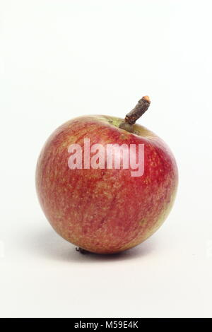 Malus domestica 'Epicure', also called 'Laxton's Epicure', an heirloom English apple variety, white background, UK Stock Photo