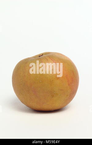Malus domestica 'Egremont Russet', an heirloom English apple variety, white background, UK Stock Photo