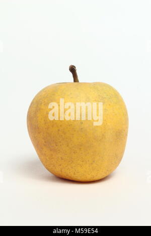 Malus domestica 'Pitmaston Pineapple', an heirloom English apple variety, white background, UK Stock Photo