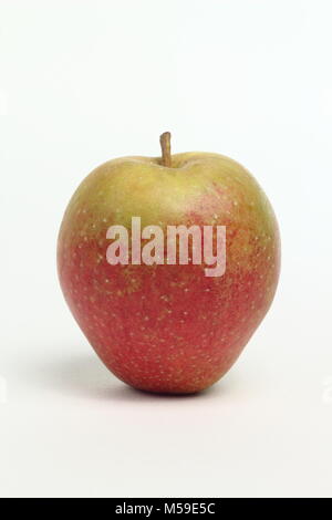 Malus domestica 'Adam's Pearmain', an English apple variety, white background, UK Stock Photo