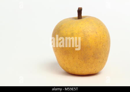 Malus domestica 'Pitmaston Pineapple', an heirloom English apple variety, white background, UK Stock Photo