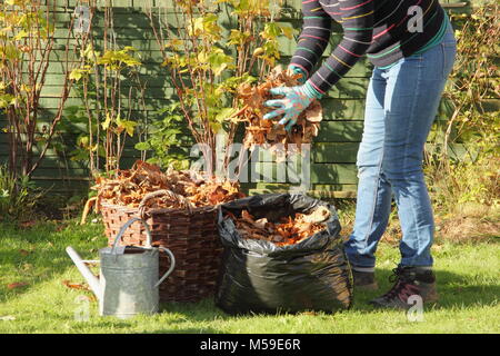 Making leaf mould step by step:1. Fallen autumn leaves are gathered into black plastic bin bags for rotting down to make leaf mould by female gardener Stock Photo