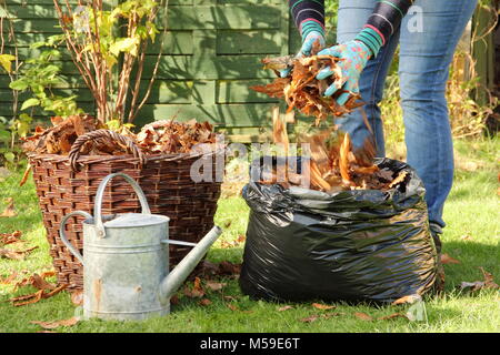 Making leaf mould step by step:1. Fallen autumn leaves are gathered into black plastic bin bags for rotting down to make leaf mould by female gardener Stock Photo