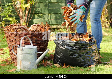 Making leaf mould step by step:1. Fallen autumn leaves are gathered into black plastic bin bags for rotting down to make leaf mould by female gardener Stock Photo