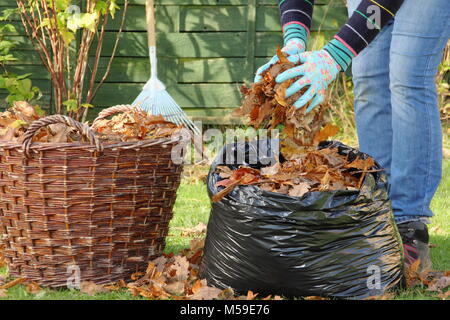 Fallen autumn leaves are gathered into black plastic bin bags for rotting down to make leaf mould by a female gardener, UK - step one Stock Photo