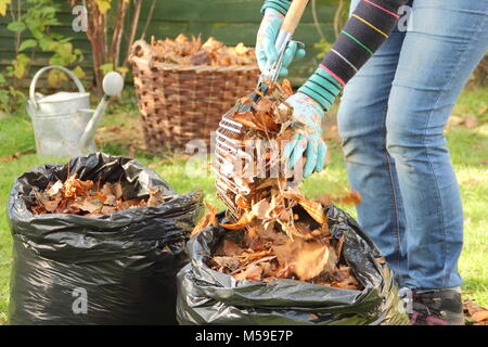 Making leaf mould step by step:1. Fallen autumn leaves are gathered into black plastic bin bags for rotting down to make leaf mould by female gardener Stock Photo