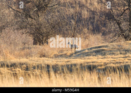 Driving down a road in Fairfax, Oklahoma a young Coyote came running as fast as he could, so we whipped around in the direction it was going and watch Stock Photo