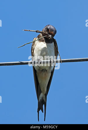 Barn Swallow (Hirundo rustica rustica) adult perched on phone line with nesting material  Eccles-on-Sea, Norfolk         June Stock Photo