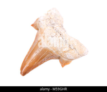 Authentic fossilized prehistoric shark tooth from Morocco isolated on white background Stock Photo