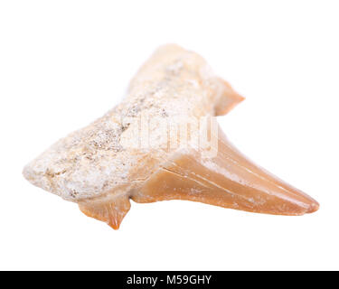Authentic fossilized prehistoric shark tooth from Morocco isolated on white background Stock Photo