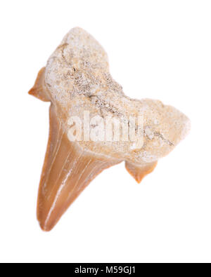 Authentic fossilized prehistoric shark tooth from Morocco isolated on white background Stock Photo
