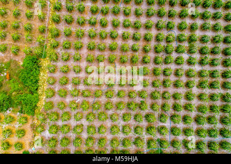Dragon fruit in garden or Red dragon fruit on plant at Binh Thuan, Vietnam. Aerial view of dragon fruit garden. Stock Photo