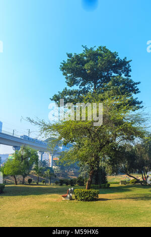 Parks, Forest, plants and green area wonderful landscape in India Stock Photo