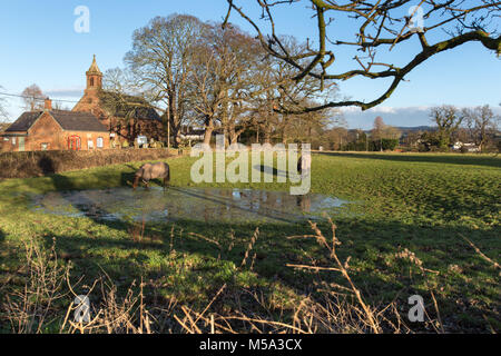 Village of Coddington, England. Picturesque view of horses grazing in the Cheshire village of Coddington, with St Mary’s Church in the Background. Stock Photo