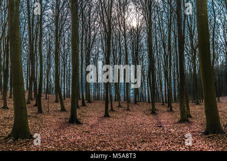 Winter day in a beech forest with the sun behind the branches,  old leaves cover the ground, Jaegerspris, Denmark, February 19, 2018 Stock Photo