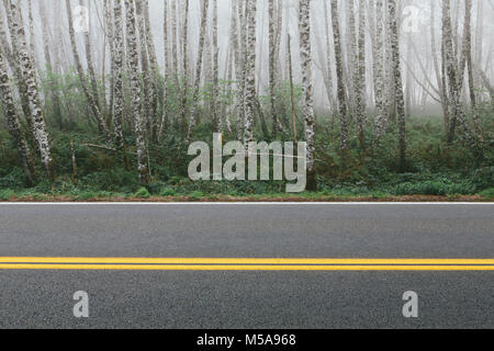 Rural highway through dense woodland, alder trees with slim straight tree trunks. Stock Photo
