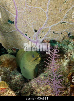 Green moray eel emerging from under a coral fan branch on coral reef. Stock Photo